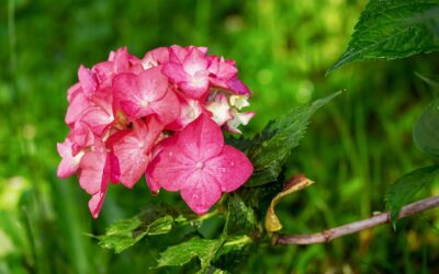 ¿Cuáles son las flores del otoño?