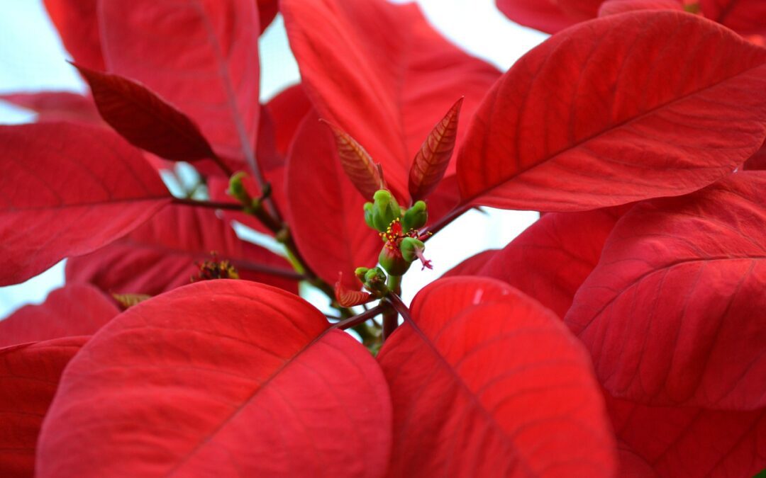 Flor de nochebuena