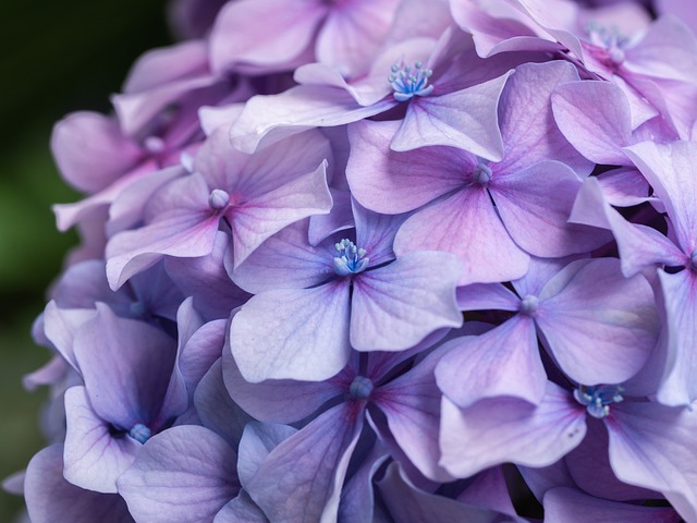 Como cuidar las hortensias - Floristería Matices