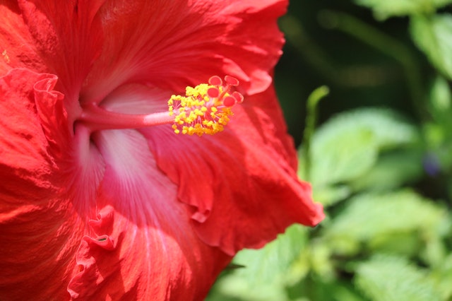 Hibisco