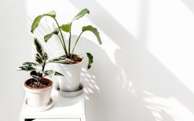 ¿QUÉ PLANTAS DE INTERIOR SON MÁS RESISTENTES?