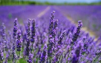 Curiosidades sobre la lavanda