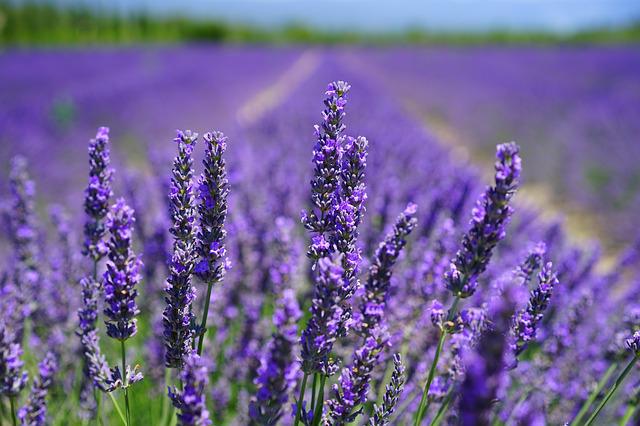 Curiosidades sobre la lavanda